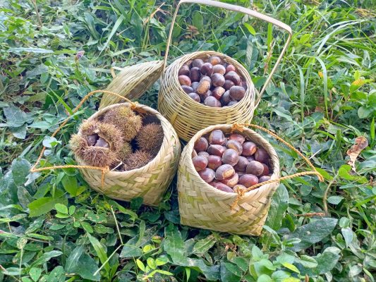 Trung Khanh chestnuts - famous Cao Bang specialty